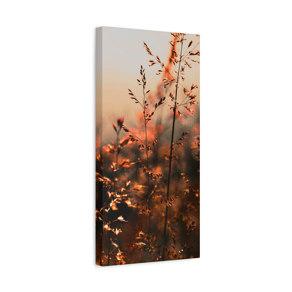 Glatthafter in der Dämmerung