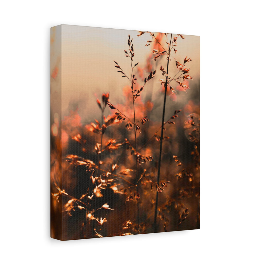 Glatthafter in der Dämmerung