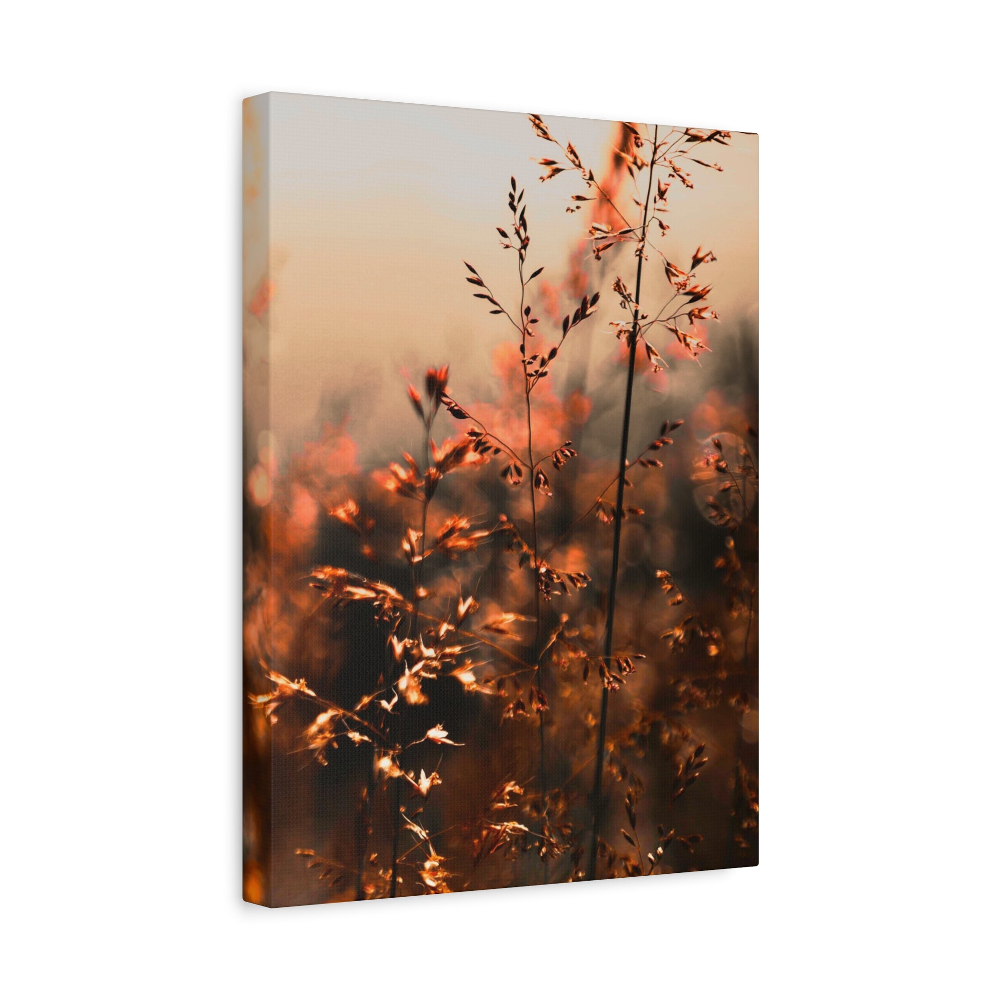 Glatthafter in der Dämmerung