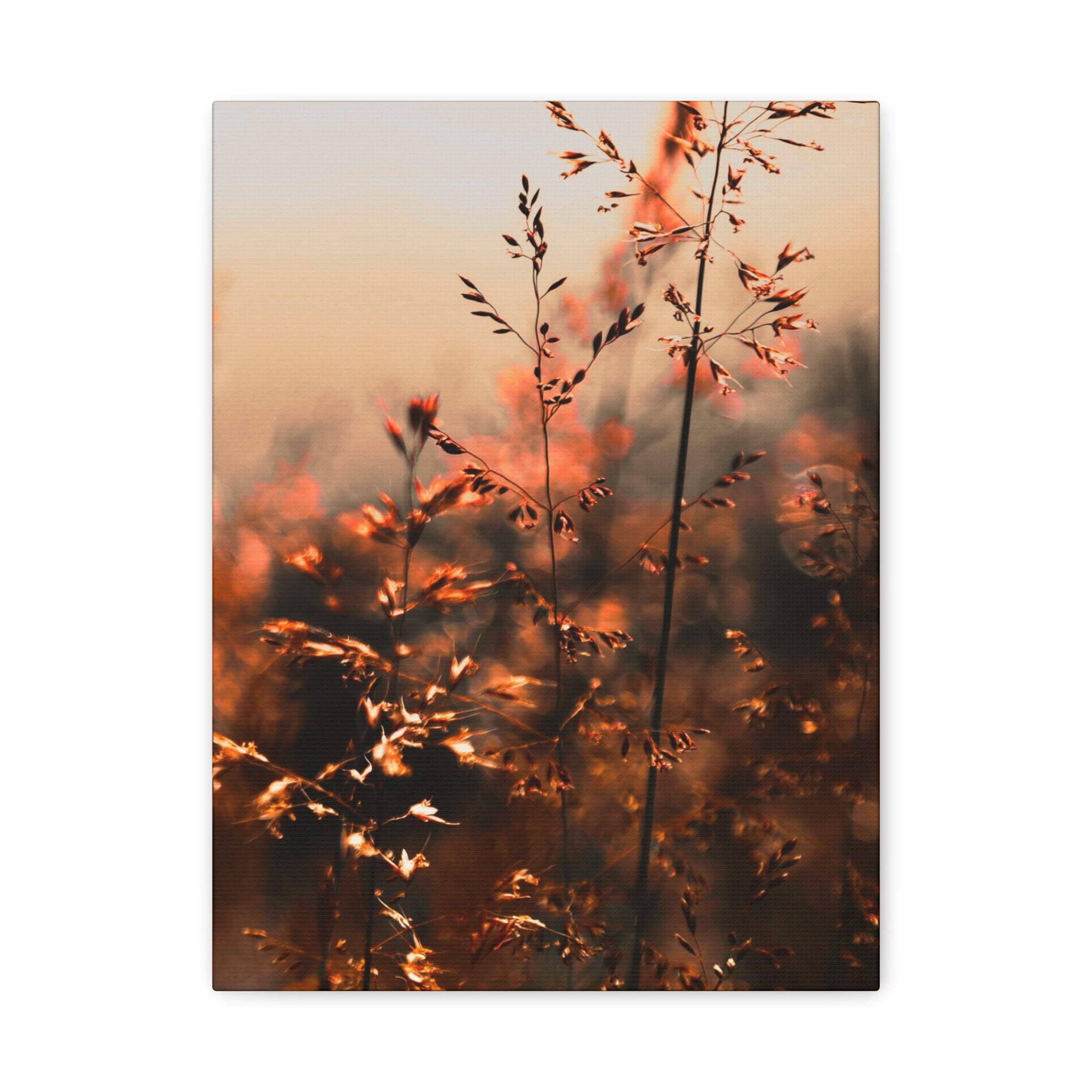 Glatthafter in der Dämmerung