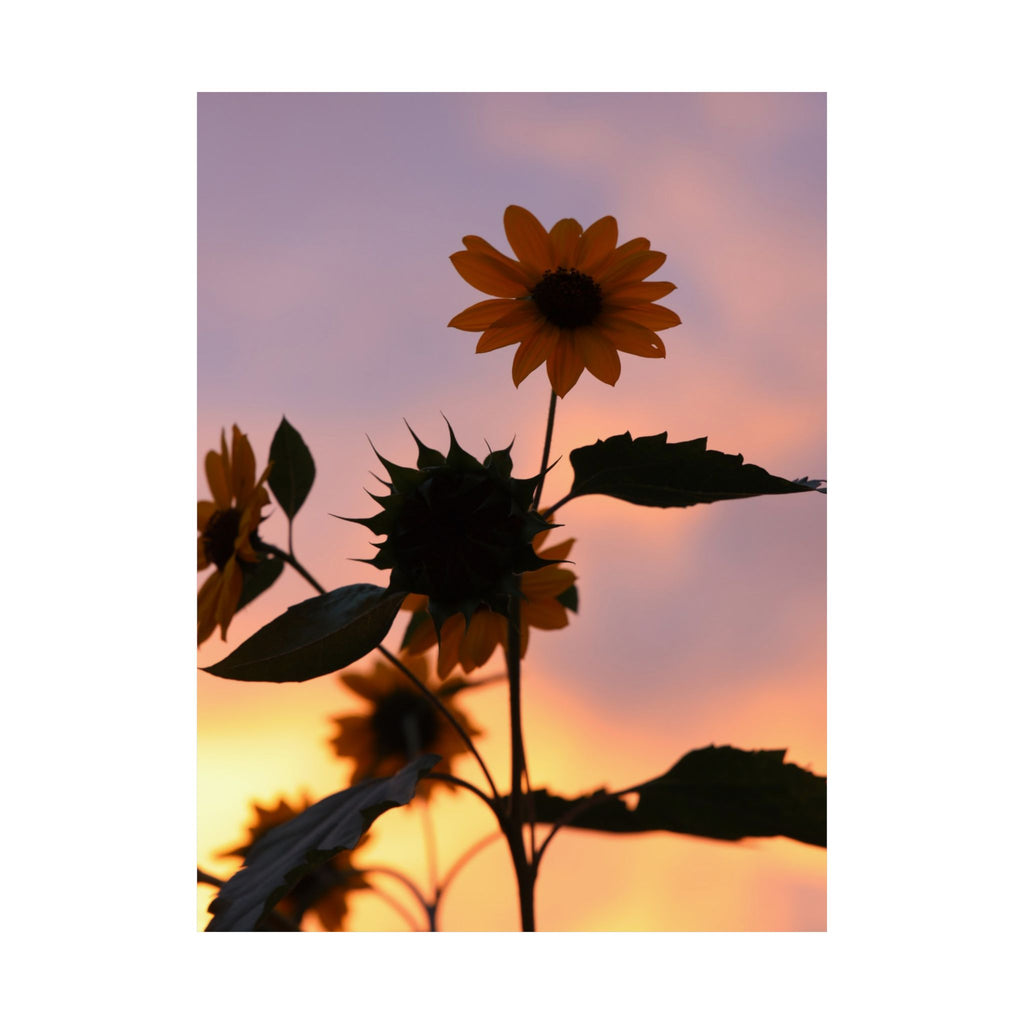 Sonnenblumen im Sonnenuntergang
