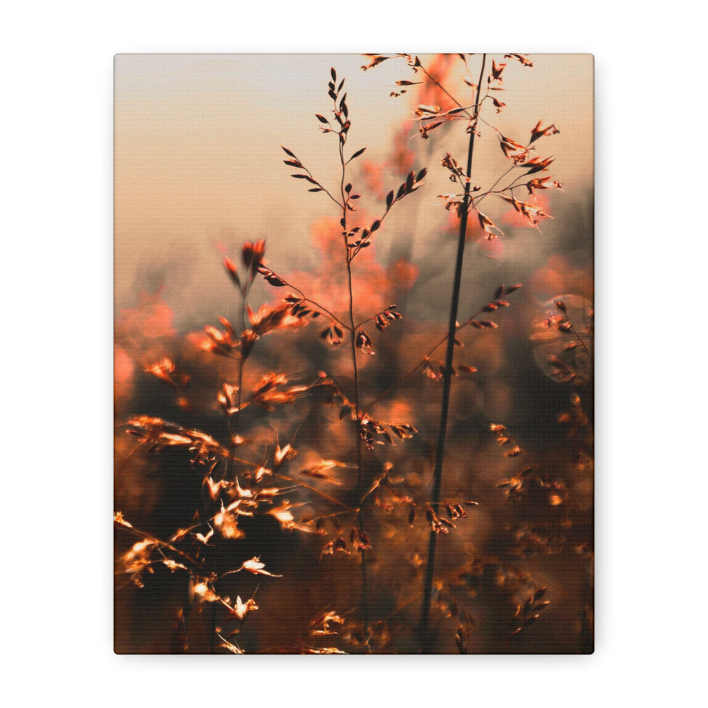 Glatthafter in der Dämmerung