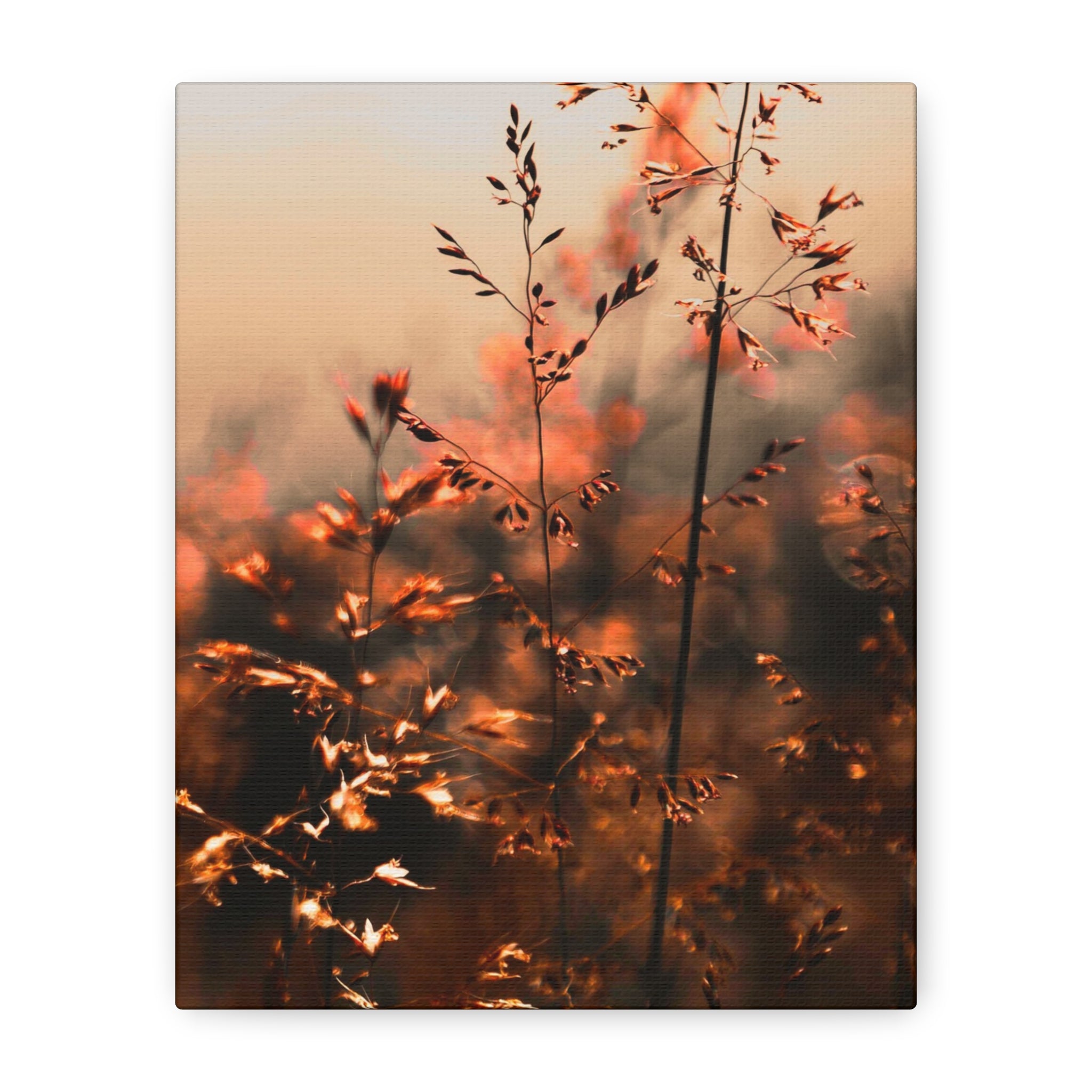 Glatthafter in der Dämmerung