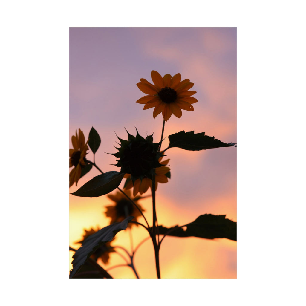 Sonnenblumen im Sonnenuntergang