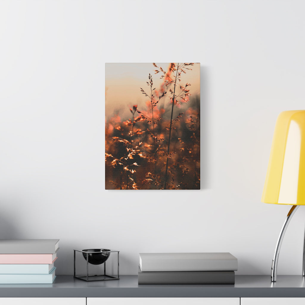 Glatthafter in der Dämmerung