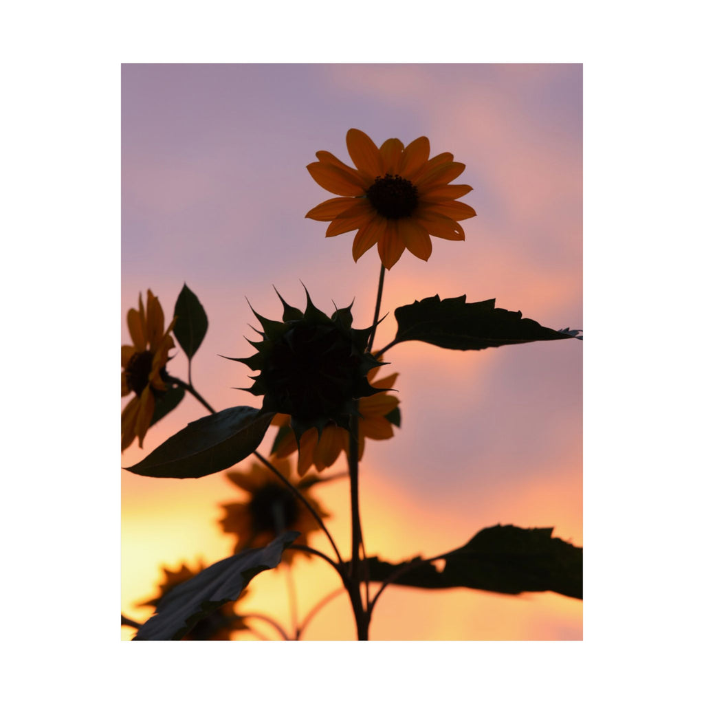 Sonnenblumen im Sonnenuntergang